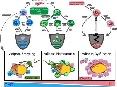 Type 2 Innate Lymphoid Cells: Protectors in Type 2 Diabetes